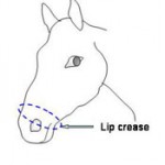 measure for the noseband circumference