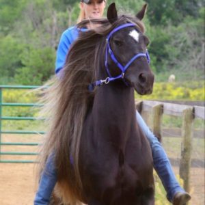 This is Amy Stefanic of Valley View Mountain Horses riding her Stallion Tango's Double Clutch... bareback, no bit, and this stud has been doing nothing but breeding. And off he gaits happily past all of his mares. Rock on Amy. Good boy Clutch! And he sure looks good in this blue bridle!