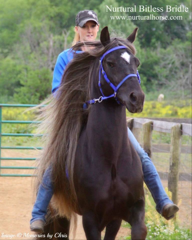 This is Amy Stefanic of Valley View Mountain Horses riding her Stallion Tango's Double Clutch... bareback, no bit, and this stud has been doing nothing but breeding. And off he gaits happily past all of his mares. Rock on Amy. Good boy Clutch! And he sure looks good in this blue bridle!