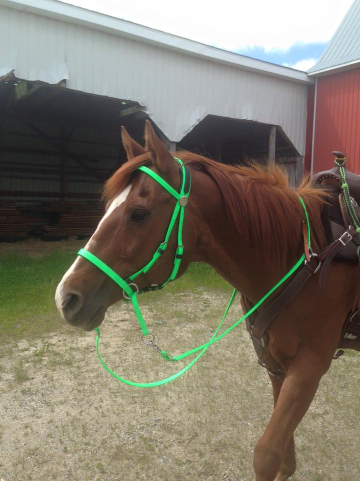 Jessie's Peppy in new Lime Green with English matching reins.